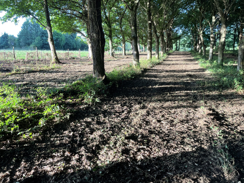 89A1EB12-9869-47EC-AB41-FC4E93904806.jpeg (542.72 Kio) Vu 3210 fois 2 rangées de la châtaigneraie