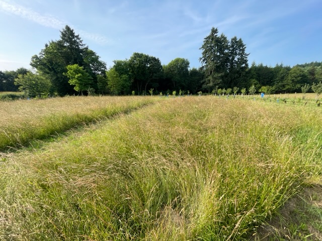 Prairie à mi chemin