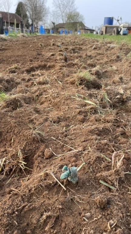 Plantation
